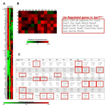 PCR array를 이용한 Apc min 마우스에서 EMT 관련 유전자 발현 분석