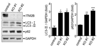 2가지의 g RNA에 의해 ITM2B 단백질이 Control MCF7세포에서 보다 매우 낮게 발현한 것을 확인. (왼쪽) 유전자 녹아웃 세포주에서 LC3와 p62 단백질이 증가되어 있음. (오른쪽)