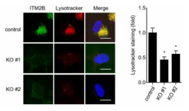 ITM2B유전자 녹아웃 세포에서 산성의 lysosome을 LysoTracker로 염색. 산성의 lysosome이 감소함