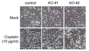 광학현미경을 통하여 ITM2B 녹아웃 세포에서 Cisplatin을 처리하였을 때 세포 사멸이 증가함을 확인함
