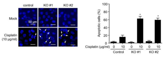 DAPI 염색을 통해 Cisplatin을 처리시 세포사멸적 염색사 응축이 발생