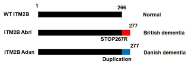 ITM2B 유전자에 비정상적인 돌연변이가 있을 경우, 유전성 치매가 나타남