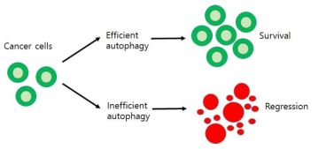 암세포에서 자가포식이 억제될 경우, 성장이 억제될 수 있음