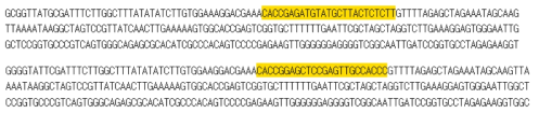 제작한 gRNA를 LentiCRISPR V2에 cloning한 결과를 sequencing을 통해 확인