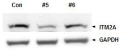 gRNA#5, #6 에 의해 녹아웃 된 2개의 colony에서 ITM2a 단백질이 control 293T 세포에서 보다 매우 낮게 발현한 것을 확인