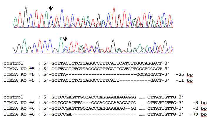 sequencing을 이용한 Itm2a 유전자의 gene editing 분석