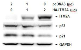 Western blot을 통해 Itm2a 유전자 녹아웃 세포 주 에서 암 억제 단백질 p53이 증가되어 있음을 확인