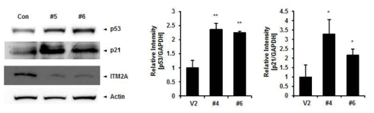 Western blot을 통해 Itm2a 유전자 녹아웃 세포 주 에서 암 억제 단백질 p53, p21이 증가되어 있음을 확인. Itm2a유전자의 녹아웃 세포 주 에서 p53, p21 단백질의 증가가 유의성을 나타냄을 그래프로 확인
