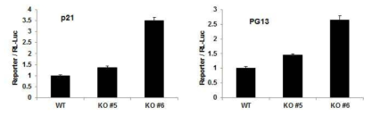 Reporter assay를 통해 ITM2a 유전자 녹아웃 세포 주에서 암 억제 유전자 promoter p21, PG13 activity가 증가되어 있음을 확인