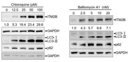 단백질이 자가포식 억제물질을 (Chloroquine, Bafilomycin A1) 농도별로 처리시 ITM2B단백질이 농도에 의존하여 축적됨. 자가포식의 표지단백질인 LC3-II 와 p62도 축적됨을 확인