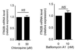 ITM2B 유전자의 mRNA발현은 자가포식 억제물질을 처리 시 큰 차이를 보이지 않음. ITM2B 단백질이 자가포식 억제물질에 의해 축적됨을 확인