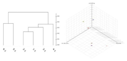 fast unifrac 분석을 통한 미생물 군집 비교 (좌 UPGMA, 우 PCO 3D)