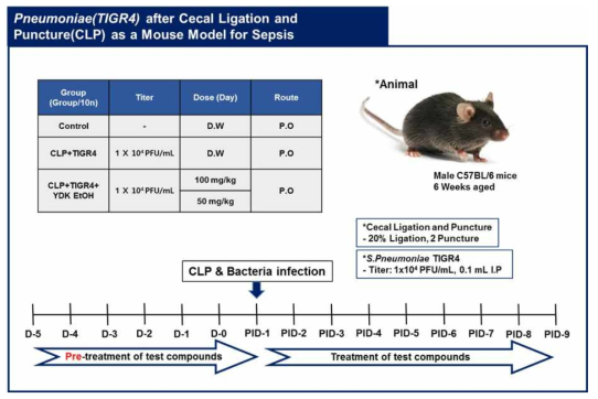 확립된 박테리아 유래 CLP 유도 패혈증 동물모델을 이용한 효능평가 계획