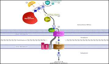 박테리아 내에서의 sialic acid 이용 (Advances in Microbial Physiology, 2014)