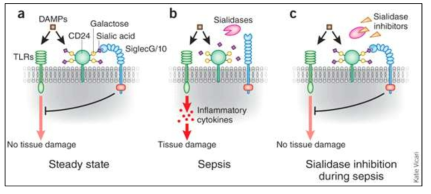 병원성 미생물의 sialidase가 패혈증 유도에 관여 (Nature Biotechnology, 2011)