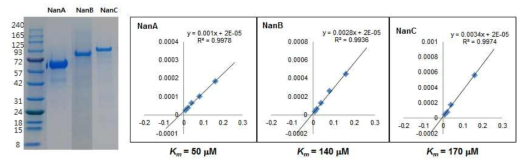 S. pneumoniae의 sialidase (NanA, NanB 및 NanC)의 정제 및 활성 측정