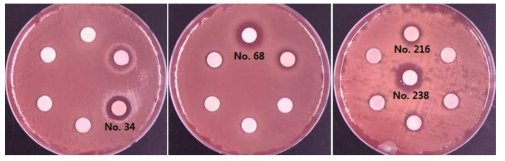 S. pneumoniae TIGR4에 대한 항균활성 소재 탐색