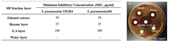 S. pneumoniae에 대한 육두구 추출물과 분획물의 항균활성