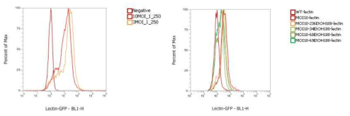 MOI에 따른 세포의 Lectin 분해 및 후보 소재 추출물의 lectic 분해 저해활성 측정