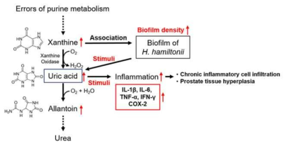 Purine metabolism pathway