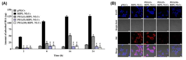 P/L-LNC의 단백흡착 억제능 평가 (A)와 형광 현미경을 통한 macrophage phagocytosis 억제효과 비교 (B). (논문 게제 : 대표실적 #5)