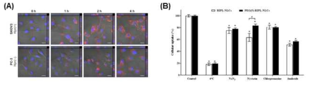 형광현미경을 통한 세포 내제화 정도 비교 (A)와 P/L-LNC의 cell uptake 경로 평가 (B) (논문 게재 : 대표실적 #3, #5)