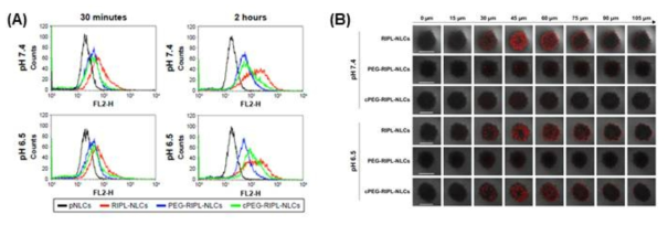 pH에 따른 cPEG-RIPL-NLC의 cell uptake (A)와 tumor spheroid 투과 (B) (논문 게재 : 대표실적 #4)