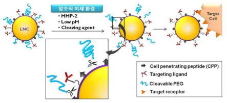 암 조직 미세환경에서 분리되는 cleavable PEG의 메커니즘