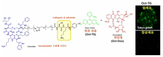 암세포 특이적 이중 표적 운반체 합성 및 생리활성 연구