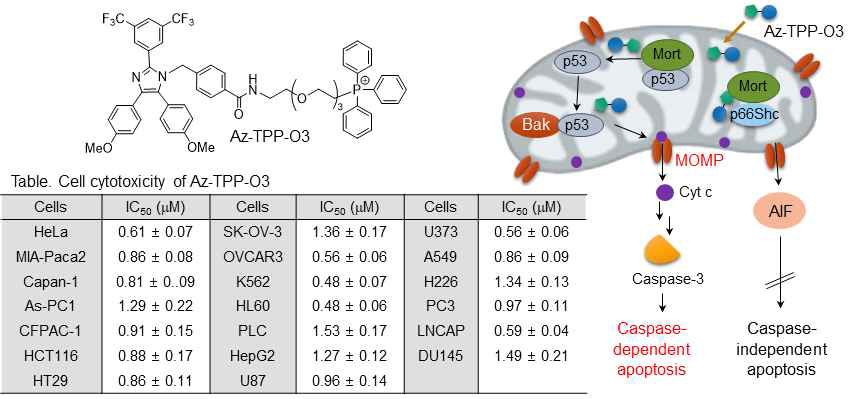 미토콘드리아 mortalin 표적 아폽토졸-triphenylphosphonium 발굴