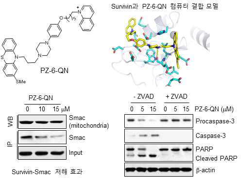 Survivin과 Smac/DIABLO 결합 저해제 발굴