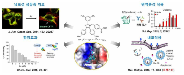 Hsp70 저해제인 아폽토졸의 생리활성 및 작용기전 연구