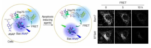 유전자 확장 코드 기술을 이용한 FRET 시스템 개발 및 Hsp70-Bax 상호작용 연구에 응용