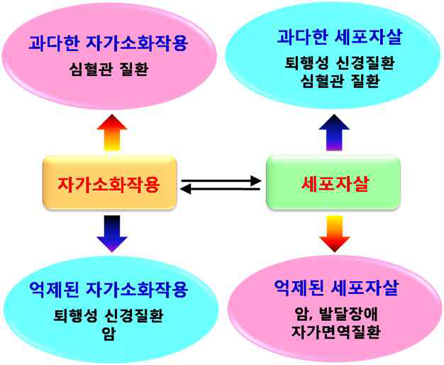 자가소화작용과 세포자살에 기인한 질환