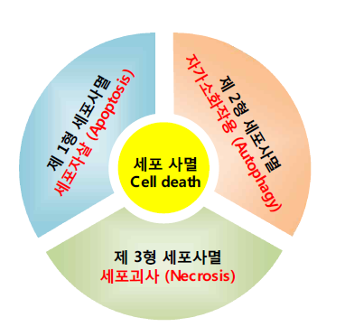 세포사멸의 3가지 유형