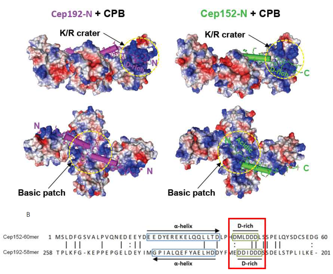 Plk4 CPB와 복합체를 이루는 Cep192 그리고 Cep152와의 각각의 복합체 결정 구조 (Nat. Struct. Mol. Biol., 2014). (A) CPB dimer와 Cep192의 N-terminal 58mer (Cep192-N)간의 1:2 복합체 구조 (PDB ID: 4N7Z) (왼쪽). CPB와 Cep152의 N-terminal 60mer (Cep152-N)간의 1:1 복합체 구조 (PDB ID: 4N7V) (오른쪽). CPB의 K/R crater에 결합한 D-rich motif와 Basic patch에 결합한 Acidic 잔기들 (Cep152-N) 그리고 이러한 CPB의 두 부분 간의 오목한 부분과 α-helix 와의 hydrophobic 결합을 surface (CPB)와 cylinder (Cep192 혹은 Cep152)로 나타냄. (B) CPB와 복합체를 이루는 Cep152와 Cep192의 아미노산 서열의 Reverse alignment