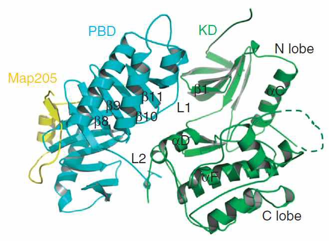 Plk1을 구성하는 Catalytic domain (KD)과 Polo-box domain (PBD) 그리고 Microtubule-associated protein (Map205)과의 복합체 결정 구조. Plk1의 PBD는 KD와 결합하여 KD의 전체적인 구조를 보다 단단하게 만들어 Kinase로써의 유연성을 떨어뜨림으로써 KD의 활성을 억제함. 인산화된 기질과 결합된 PBD 와는 달리 L2 loop이 KD와의 상호작용에 의해 다른 형태로 존재하고, N lobe와 C lobe 사이의 hinge 지역이 PBD의 L1과 결합하여 KD의 활성을 자가억제함