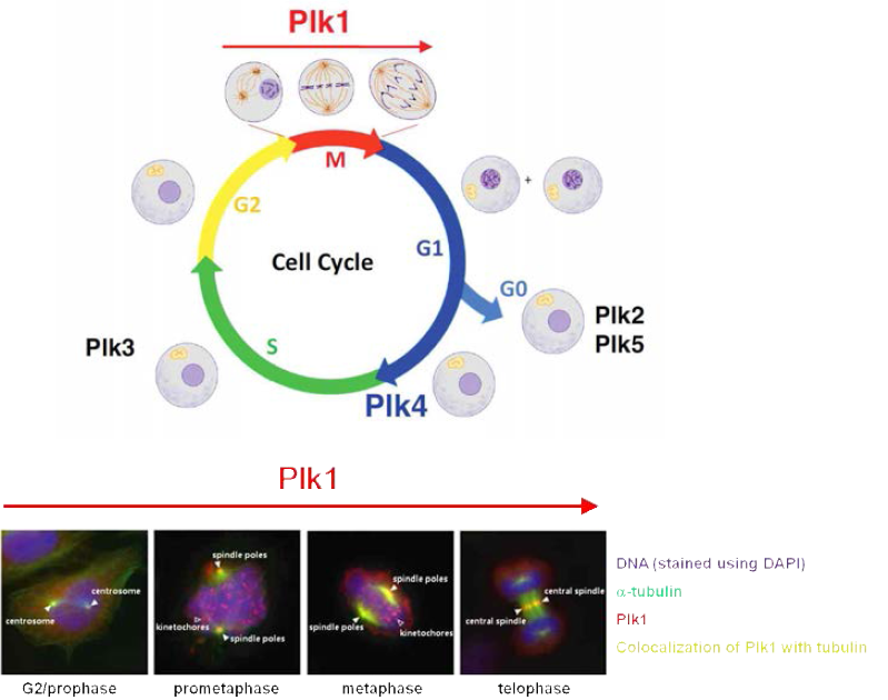 동물세포에서 세포주기 별로 나타나는 polo-like kinase (Plk) (위). Homo sapiens (HeLa) 세포주기 별로 나타나는 Plk1의 immunofluorescence 이미지 (아래). Plk1이 Mitosis (M) 과정에서 prophase의 중심체, prometaphase와 metaphase의 kinetochore 및 spindle poles 그리고 마지막으로 anaphase–telophase의 central spindle에 위치함