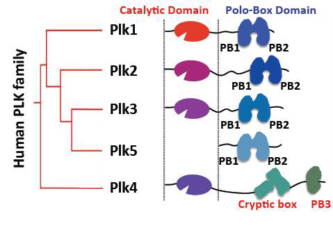 Plk의 도메인 구조. N-terminal의 인산화 도메인 (kinase domain; KD)과 C-terminal 쪽의 표적 기질의 선택성을 갖는 polo-box domain (PBD)라고 불리는 두 부분의 보존된 PB1과 PB2 motif로 구성됨. 대부분의 PBD 도메인이 PB1과 PB2간의 intra-dimer를 형성하는 반면에 PLK4의 경우 inter –dimer 를 형성하는 Cryptic polo-box domain (CPB)와 PB3 도메인이 추가되어 구성됨