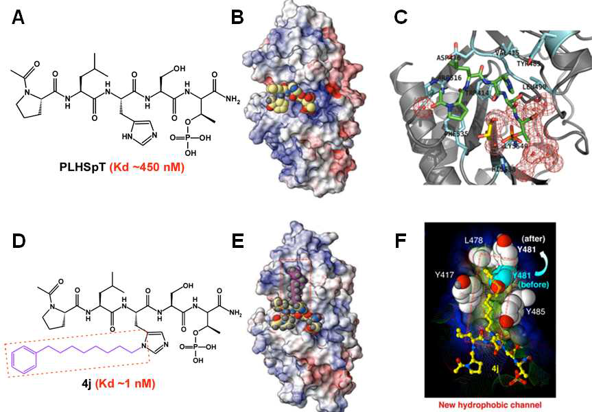 Plk1 PBD와 복합체를 이루는 PLHSpT (Yun et al 2009)와 4j (Liu et al 2011) 각각의 결정 구조. (A-C). PBD와 PLHSpT의 복합체 구조. (A) kinetochore protein 인 PBIP1의 minimal phospho-T78 (PLHSpT)의 구조 (PDB ID: 3HIK). (B) Plk1 PBD surface 결합한 PLHSpT의 space filling 구조. (C) PLHSpT의 인산화된 Threonine과의 결합에 관여하는 H538, K540 그리고 N-terminal 쪽 Proline과 W414-R516-F535 pocket 간의 상호 작용. (D-F). PBD와 4j의 복합체 구조 (PDB 3RQ7). (D) PLHSpT의 imidazole ring에 C6H5(CH2)8-gorup이 첨가된 4j 구조. (E) Plk1 PBD Surface와 결합한 4j의 Space filling 구조. (F) 4j의 phenyl기가 PBD의 회전된 Y481 위쪽으로 Stacking 되고 alkyl group들이 hydrophobic 결합을 형성함으로써 새로운 결합 부위를 확인하였고, 상대적으로 낮은 4j의 Kd 값은 PLHSpT 보다 더 강한 affinity를 나타냄