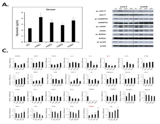 A.출위노출에 따른 browning과정동안 혈청 내 myonectin의 농도변화 B. Myonectin처리에 따른 inguinal adipocytes 내 세포 내 신호전달 pathway C. 추위노출에 따른 browning유도 과정동안 근육 내 다른 마이오카의들의 발현 변화