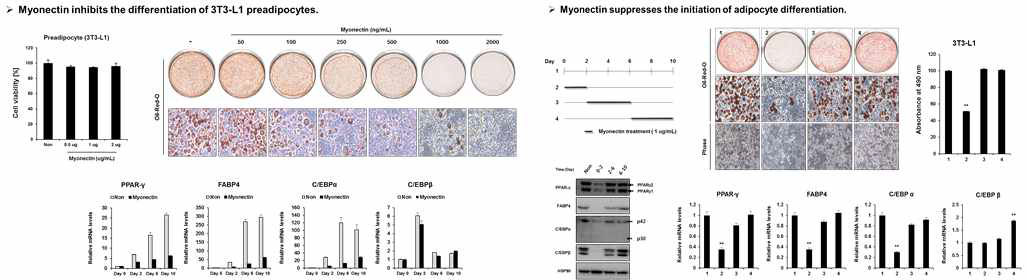 Myonectin처리에 따른 백색지방세포 분화(3T3-L1)의 분화억제 효과