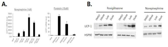 A.Inguinal adipocyte에서의 Norepinephrine 및 Forskolin처리에 따른 UCP-1 mRNA 발현변화. B.Inguinal adipocyte에서 농도별 Rosigilitazone과 Norepinephrine 처리에 따른 UCP-1 단백질 변화