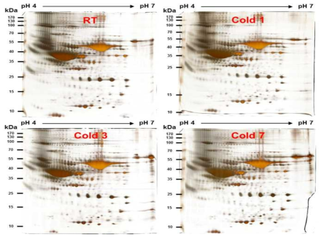 단기간 추위노출에 따른 혈청 내 단백질의 발현 2DE-gel 이미지