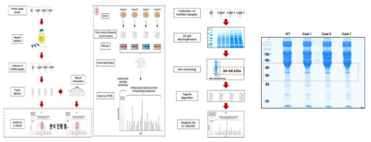 gel sectioning을 통한 분획으로 표적 단백질의 동정