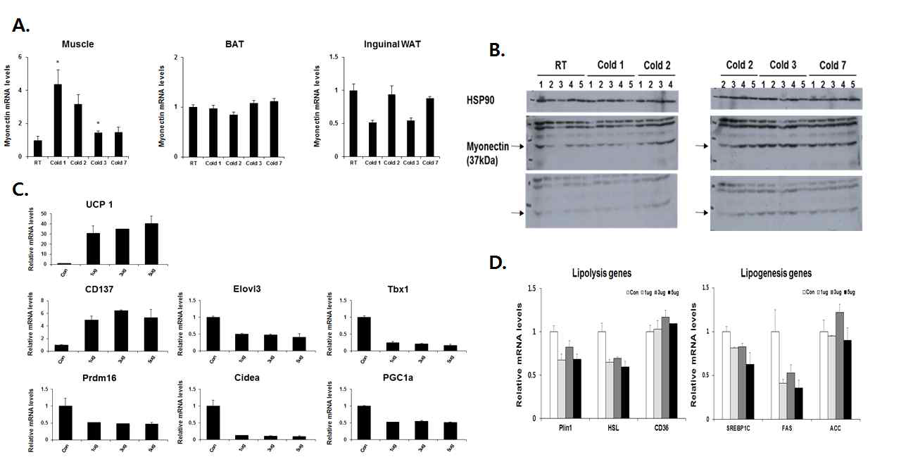 A.추위노출에 따른 browning유도 과정동안 근육, 갈색지방, inguinal 피하지방에서의 myonectin의 발현변화. B.근육 myonectin 단백질 발현변화. C. 농도별 myonectin 처리에 따른 열발생 유전자의 발현변화 변화 D. Inguinal adipocytes 내 농도별 myonectin 처리에 따른 지방분해(lipolysis) 및 지방합성(lipogenesis) 관여 유전자의 발현 변화