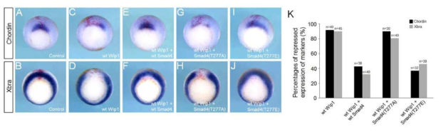 Wip1은 Smad4의 Thr277부위를 탈인산화시킴으로써 TGF-β 신호 전달을 억제함. (A-J) 배아의 dorsal marginal 부위에 지시된 mRNA를 미세주입하고 낭배기 초기까지 배양한 후 in situ hybrydization 실험을 진행. (K) (A-J)의 실험결과를 정량화한 그래프