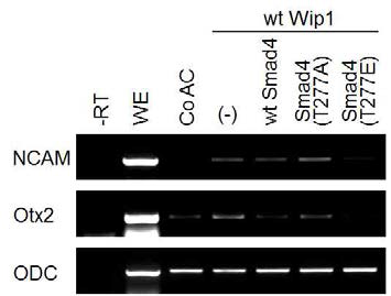 Wip1에 의해 유도된 neural marker의 발현은 인산화가 가능한 wild-type Smad4 혹은 인산화가 모방된 Smad4(T277E)에 의해 저해됨. Xenopus animal cap 조직을 이용한 RT-PCR 분석