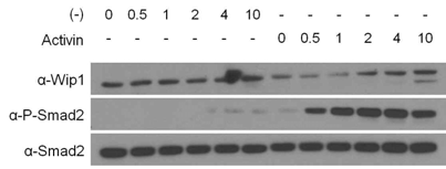 Activin 신호에 의한 Wip1 단백질의 세포 내 양적 변화. HEK293T 세포에 Activin을 처리한 후 표시된 시간 동안 배양함. Western blotting 실험으로 Wip1 단백질의 발현량 확인
