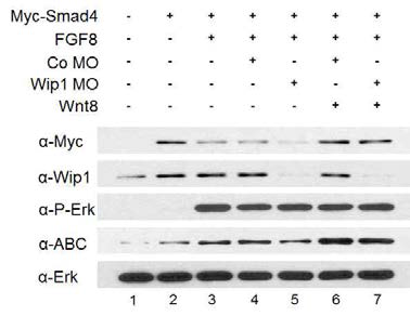 Wip1 기능의 제거로 인해 FGF에 의한 Smad4 반감기 감소가 더 촉진됨. Xenopus 배아의 animal cap에 미세주입한 후 낭배기 초기에 harvesting. western blotting 실험으로 분석